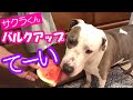 【新企画愛犬さくらのチートデイ】サクラと目指すオリンピアへの道【ペット動画】【かわいいピットブル】