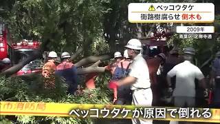身近に潜む危険なキノコ「ベッコウタケ」　街路樹などを内部から腐らせ倒木の原因に　専門家「根絶は無理」 (26/10/23 18:30)