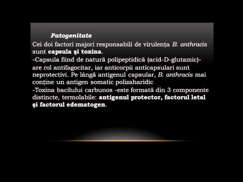 Bacillus anthracis   Bacili Gram Pozitivi