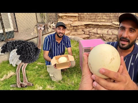 Ostrich Egg Le Aya Turab😍Bht Bra hai Ye To