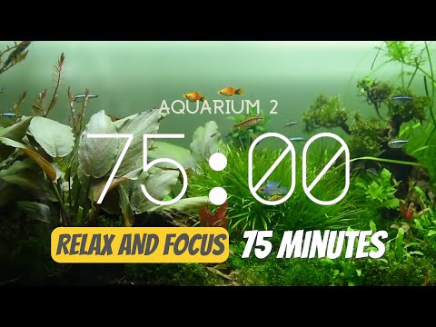 75 minute timer - Relaxing Aquarium ambiance