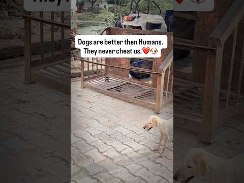 Bejuban #treanding #viral #shortvideos #shorts #dog #dosti #bejuban #explorepage #explore #dogs