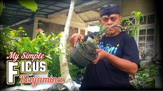 Download lagu Step A Bonsai Ficus Benjamina #bonsai #bonsaitree #indoorplants mp3 Download lagu Step A Bonsai Ficus Benjamina #bonsai #bonsaitree #indoorplants mp3