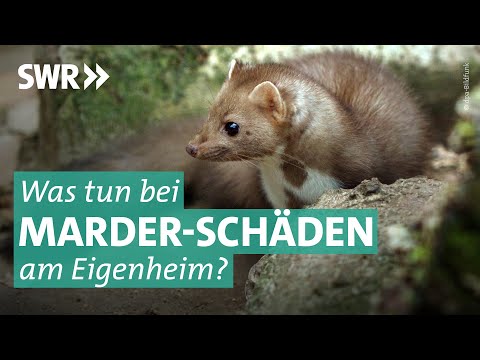 Schäden am Haus: So wird man Marder wieder los | Marktcheck SWR