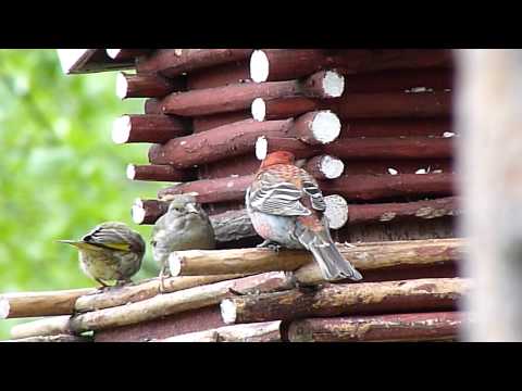 Hakengimpel - Durbec - Pine Grosbeak - Konglebit / Kaamaanen