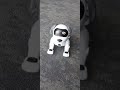ROBOT DOG WARMING UP Robotdog Img