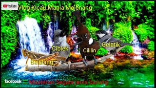 Download lagu Masteran Kombinasi Terbaik || Cililin, Ciblek, Belalang, Gelatik || Plus suara Terapi Air Mengalir.. mp3 Download lagu Masteran Kombinasi Terbaik || Cililin, Ciblek, Belalang, Gelatik || Plus suara Terapi Air Mengalir.. mp3