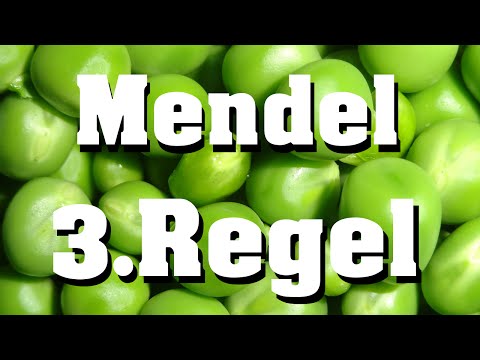 3. Mendelsche Regel (klassische Genetik)