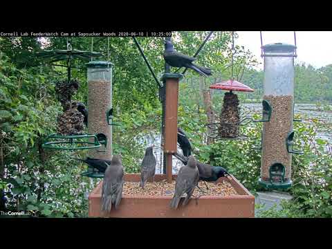 European Starling Feeds Two Fledglings At The Cornell Feeders – June 10, 2020