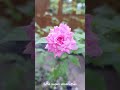 Malare Mounama Whatsapp Status With Lyrics Thamil Flower
