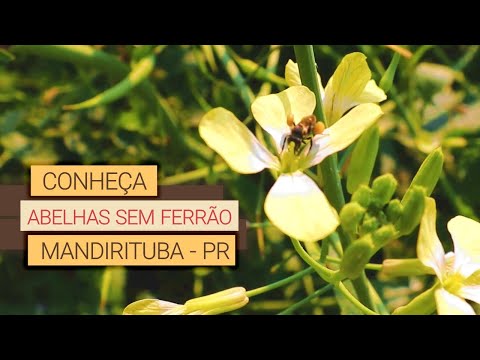 Stingless native bees — visit to Abelhas Brasil (Mandirituba/PR)