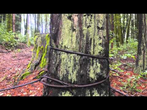 Castle Rock to Big Basin - Skyline to the Sea (Part 1)