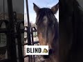 How can you tell a horse is blind 😢 #shorts  #blind #horses  #animallover