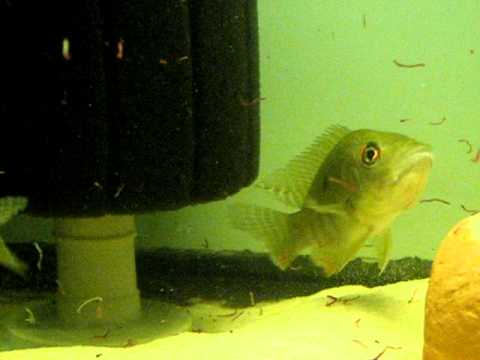 Chaetobranchus flavescens