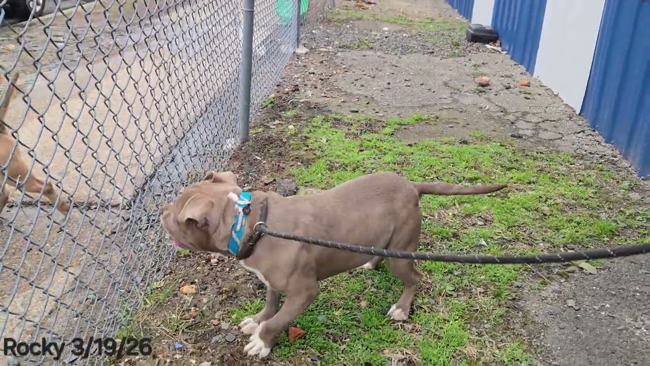 Enlarge Rocky , a ADOPTABLE Pit Bull Terrier in Trenton, NJ video 3/3