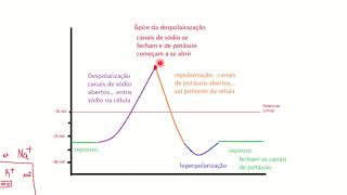 Potencial de ação - entendendo o gráfico