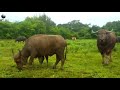 Buffalo Breeding Meeting Buffalo Power Buffalo Power The Smart Team Made Summer The Wilds