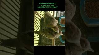 Download lagu Perkutut Belajar Bunyi |kholiqperkutut mp3