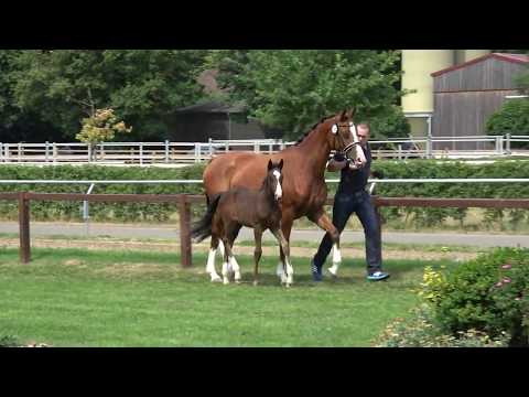 Dolcezza (Diamant de Semilly  x Quasimodo van de Molendreef x Grosso Z x Argentan)