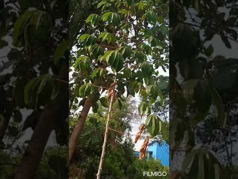 Nattu maravalli kizhangu 🌱