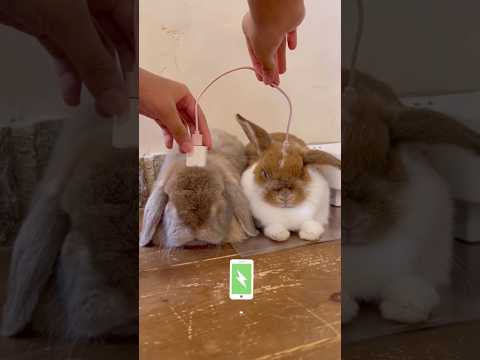 Accidentally charged the angry bunny?! 😡🤭