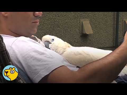 31-Year-Old-Cockatoo Finds Love After Years of Loneliness