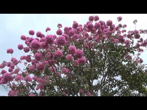 TREES IN BLOOM (TABEBUIA-IMPETIGINOSA, HANDROANTHUS-IMPETIGINOSUS), IPÊ-ROXO. Flowering trees.
