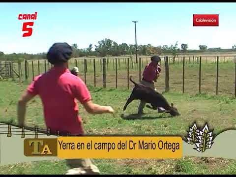 José MaríaBelaustegui    Anel Molino  Yerra en el establecimiento del Dr Mario Ortega