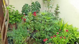 FIZ BODA NAS PLANTAS /TIREI OS MATOS DOS CANTEIROS /LINDAS FLORES 🌺