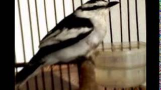 Download lagu Burung Sikatan Emas Gacor Ngebren mp3 Download lagu Burung Sikatan Emas Gacor Ngebren mp3