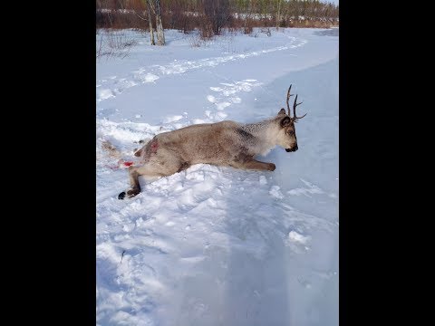 Видеофакт: в Якутии добрые люди помогли выбраться на берег застрявшему на льду оленю Видеофакт: в Якутии добрые люди помогли выбраться на берег застрявшему на льду оленю