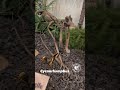 Meet Cycnorhamphus: A Wild-jawed Pterosaur #shorts #pterosaur #pterodactyl