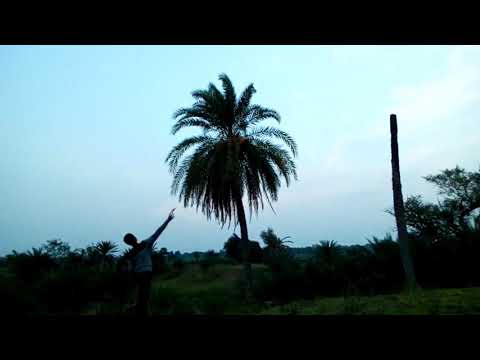 Date picking from date Palm tree in my village.