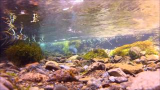 preview picture of video 'Underwater view of pink salmon in Akutan, Alaska by High Tide Exploration'