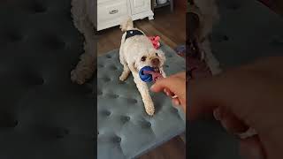 Video preview image #1 Mutt Puppy For Sale in Harrisburg, PA, USA