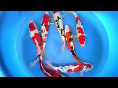 JKS 191 Nisai D sanke