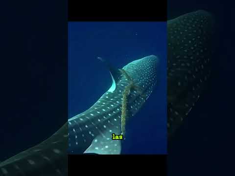 🐋 ¡Un Tiburón Ballena Suplicó Ayuda para Salvar a su Madre! 😭❤️ #animals #shortsfeed #embarazo