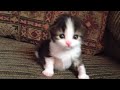 Two-Week Old Kitten Lets Out A Roar
