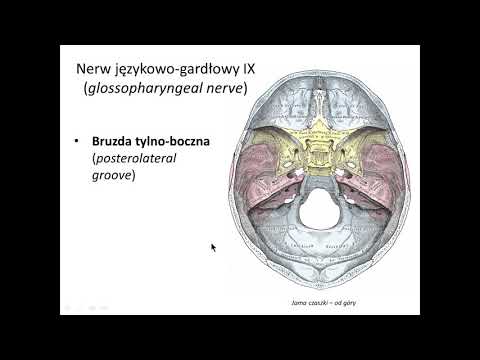 Nerw językowo-gardłowy IX (wstęp)