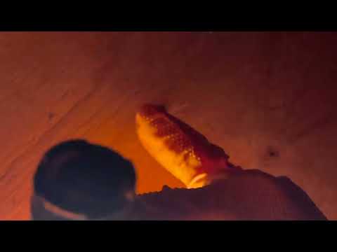 Not Mice But Bat Droppings in the Attic in...