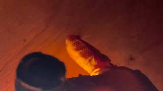 Watch video: Not Mice But Bat Droppings in the Attic in Howell, NJ