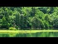 Documentary Film History The First Forests Documentary Film 2016 Animal World