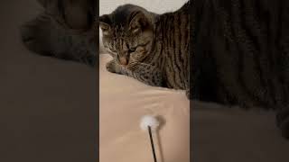 番猫ガオガオライガ君　#ねこ動画　#ねこのいる生活  #ねこのいる暮らし