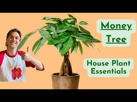 Money Tree Plant Care - How to Grow Pachira - Low Maintenance