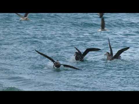 USE HIGHER QUALITY FOR VIEWING Seven minutes of Giant Petrels at Takiharuru/Pilots Beach