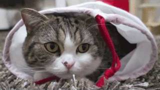 NYAN CAT - The Funky LOLCat Party Music Video ("PARTY PEOPLE" CHAMPAIGN - PAULI CARMAN)