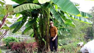 Video 37   Un #banano in giardino - Musa Basjoo