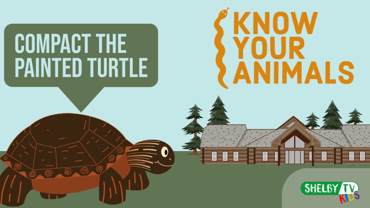 Animal Spotlight | Meet Compact the Painted Turtle | Animal Facts For Kids