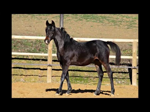 Blackbay Kanz Alidayer daughter for sale