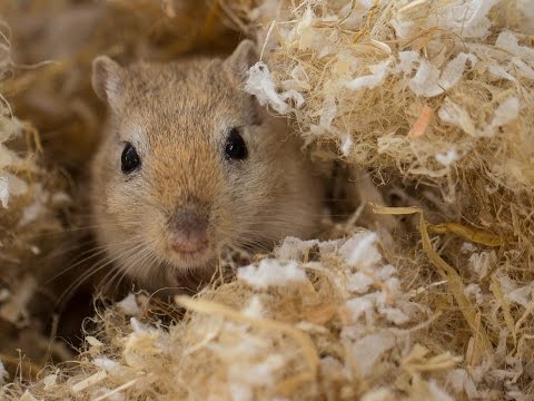 The Hang Drum Project - Sukram